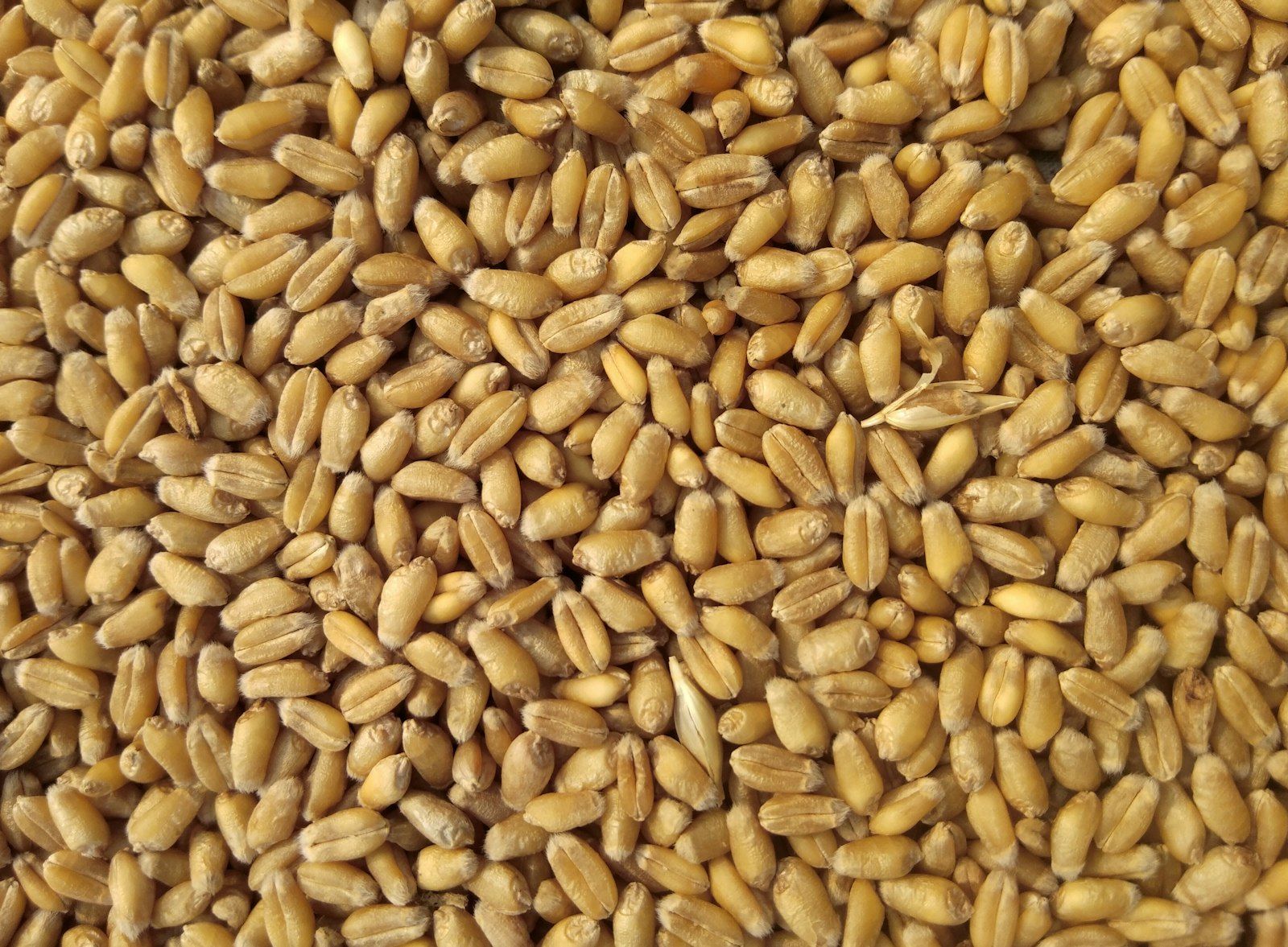 Milling wheat