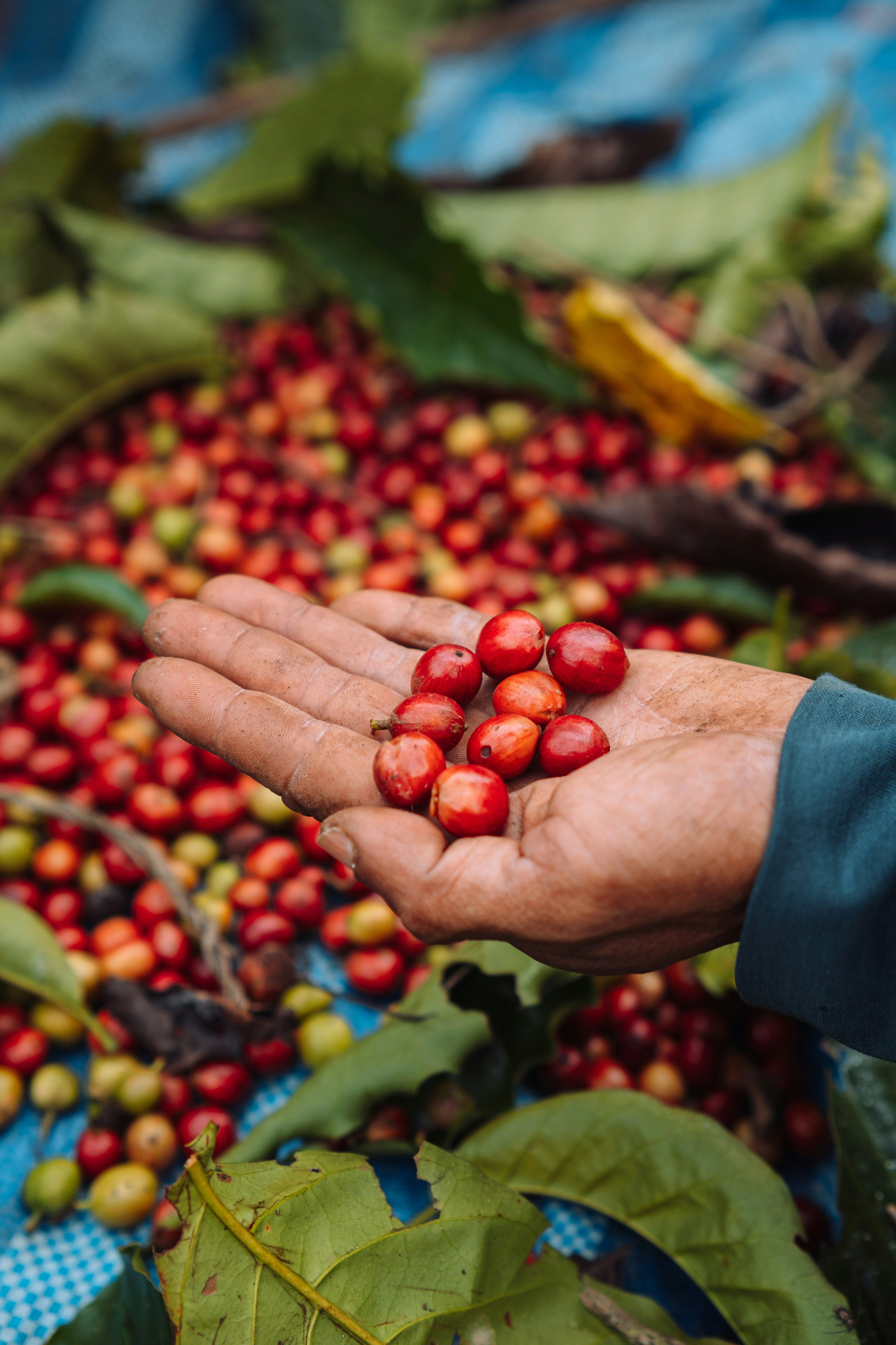Freshly picked coffee cherries